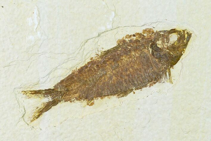 Fossil Fish (Knightia) - Green River Formation - Wyoming #136552